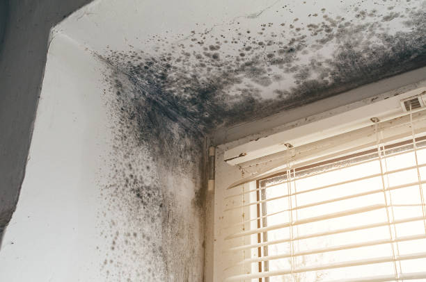 Affordable Commercial Mold Remediation solutions in Somerville, TX